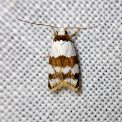 Heteroteucha dimochla