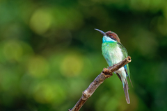 Merops viridis