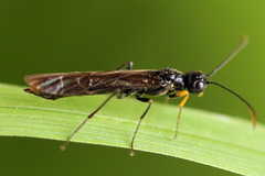 Calameuta punctata