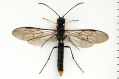 Calameuta punctata