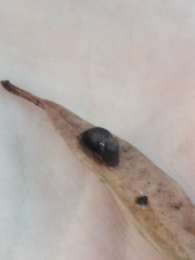 Arion hortensis