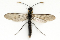 Calameuta punctata