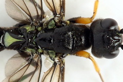 Calameuta punctata