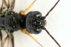 Calameuta punctata