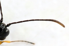 Calameuta punctata