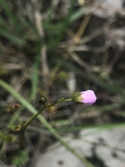 Luniferae