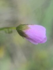 Luniferae
