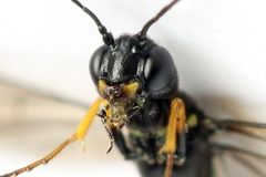 Calameuta punctata