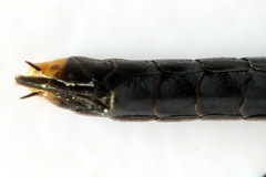 Calameuta punctata