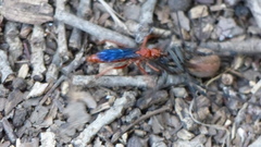 Tachypompilus ferrugineus