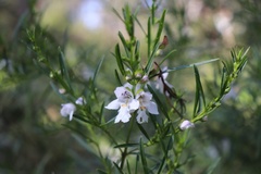 Prostanthera nivea