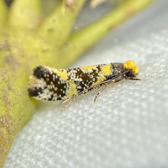 Monopis chrysogramma