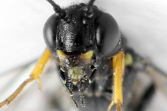 Calameuta punctata