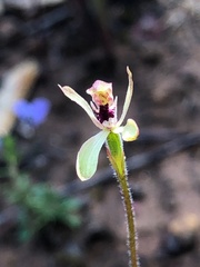 Caladenia transitoria