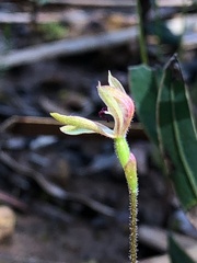 Caladenia transitoria