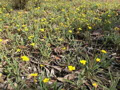 Goodenia willisiana