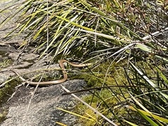 Pseudonaja affinis affinis