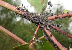 Eurymeloides punctata