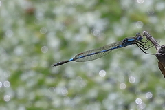 Austrolestes annulosus