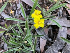 Goodenia willisiana