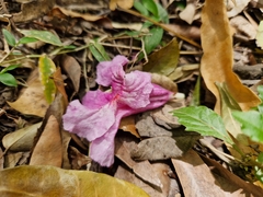 Handroanthus heptaphyllus