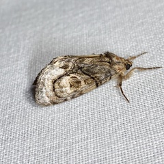 Zalissa catocalina