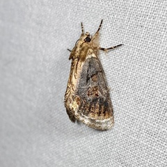 Zalissa catocalina