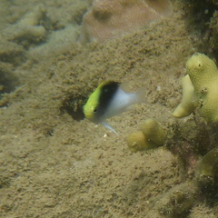 Chrysiptera rollandi