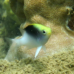 Chrysiptera rollandi