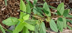Diplacodes trivialis