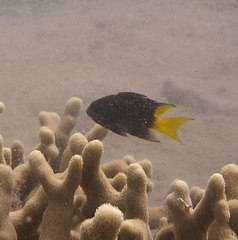 Neopomacentrus violascens