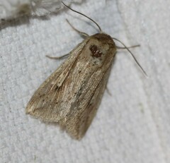 Mythimna decisissima