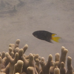 Neopomacentrus violascens