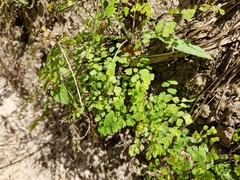 Adiantum raddianum