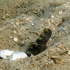 Cryptocentrus fasciatus