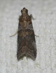 Conobathra hemichlaena