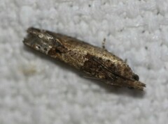 Crocidosema plebejana