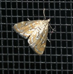 Parapoynx polydectalis