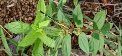 Diplacodes trivialis