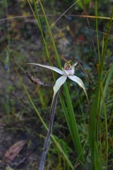 Caladenia venusta