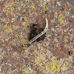 Enchytraeidae
