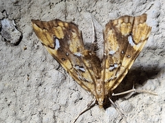 Musotima nitidalis
