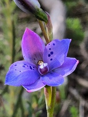 Thelymitra juncifolia