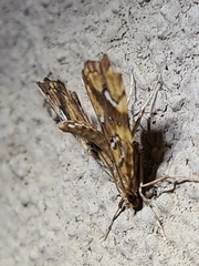 Musotima nitidalis