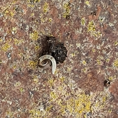 Enchytraeidae