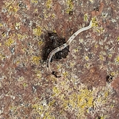 Enchytraeidae