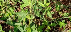 Orthetrum sabina