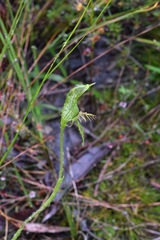 Pterostylis unicornis