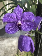 Vanda