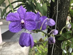 Vanda